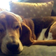 Illustration for article titled My Dogs Review of iDark Souls II/i